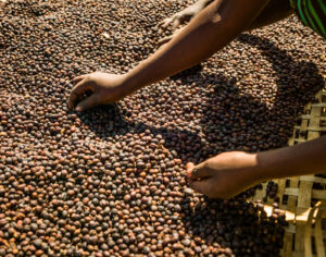Sorteerproces van koffiebessen, boon voor boon, nabij Hawassa in Ethiopië